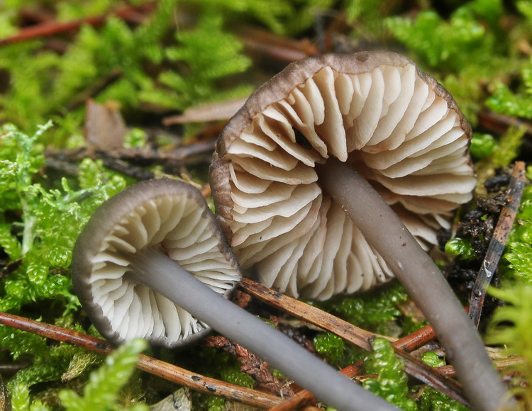 Entoloma dichroum ?